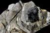 Muscovite. © Parent Géry, Wikimedia Commons, domaine public