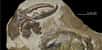Pseudocarcinus karlraubenheimeri, une nouvelle espèce de crabe fossile ayant vécu il y a 8,8 millions d'années. © van Bakel et Osso, 2024, New Zealand Journal of Geology and Geophysics
