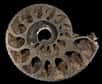 L'intérieur de cette ammonite a été pyritisé par le processus de métasomatose. © Didier Descouens, Wikimedia Commons, CC by-sa 4.0 