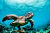 Certains animaux, comme les tortues de mer, ont un sixième sens magnétique. © Aaron, Adobe Stock