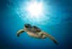Le mode de vie des tortues de mer les rendrait plus vulnérables à la pollution plastique. © Drew, Adobe Stock