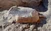 La carapace de la tortue terrestre découverte à Pompéi est presque intacte. © Ciro Fusco ANSA