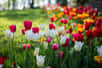 La tulipe est l'une des plantes bulbeuses les plus renommées qui fleurit de février à juin. Avec une grande variété d'espèces et de variétés, ces fleurs présentent des tiges atteignant entre 20 et 70 centimètres de hauteur, chacune arborant une fleur souvent solitaire aux pétales arrondis et disponibles dans une vaste gamme de couleurs, à l'exception du bleu !