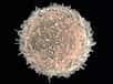 Si les interactions entre les anticorps neutralisants et le coronavirus sont très étudiées, celles qui impliquent les lymphocytes T restent méconnues. Des scientifiques australiens font la lumière sur la manière dont un lymphocyte T reconnaît une cellule infectée par le coronavirus.