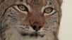 Le lynx boréal est sans doute le plus discret des chasseurs. Ce gros chat de 1,35 m de longueur a été protégé et parfois réintroduit dans plusieurs pays d'Europe. En France, il est présent dans le Jura et les Vosges. Il s'attaque à toutes sortes de proies, avec une préférence pour le lapin mais peut aussi s'en prendre à des animaux d'élevage. © Muséum national d'histoire naturelle