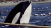 Cette vidéo montre des extraits du documentaire Blackfish, qui raconte l’histoire de Tilikum, l’orque impliquée dans la mort de trois personnes. Captive, elle continue d’assurer des spectacles au Seaworld d’Orlando, en Floride. © dogwoof