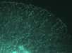 Le transport des mitochondries (en vert) à l’intérieur de cellules nerveuses (en bleu) a pu être filmé chez une larve transgénique de poisson zèbre.