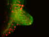 Le développement d’une racine latérale d’Arabidopsis thaliana vu en 3D grâce à la microscopie par fluorescence.