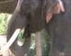 Koshik, un éléphant d’Asie vivant au zoo d’Everland, en Corée du Sud, peut imiter la voix humaine en plaçant sa trompe dans sa bouche. © Stoeger et al. 2012, Current Biology