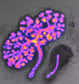 Un rein de souris transgénique a grandi in vitro durant quatre jours sous l’œil d’un appareil photo fixé sur un microscope à fluorescence. Un time lapse retrace sa complexification au cours du temps.