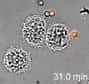 Les macrophages sont des cellules du système immunitaire qui pratiquent la phagocytose, c'est-à-dire qu'ils avalent et digèrent les éléments dangereux. Ici, un macrophage dévore une conidie (en rouge), un spore de champignon. © Plos Pathogens