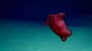 Un sous-marin télécommandé (ou « ROV ») explorant le golfe du Mexique, au large de la Louisiane, a filmé cette étonnante créature. C'est Enypniastes eximia, une cousine de nos holothuries, alias concombres de mer. Mais celle-là aime nager, un peu au-dessus du fond. Une rencontre rare dans un milieu menacé.