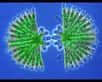 Une algue verte unicellulaire du genre Micrasterias se divise en deux cellules filles grâce à la morphogénèse. L’organisme de départ a une taille 170 microns. Le spectacle est de toute beauté.