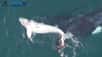 Un rare baleineau blanc a pu être filmé par un drone au large des côtes de l'Australie occidentale. Il nageait en compagnie de sa mère, une baleine franche australe.