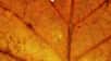 Chaque automne, les feuilles des arbres se colorent de teintes jaunes, rouges ou orangées avant de tomber. Ce timelapse illustre en deux minutes cette lente et sublime évolution vue en macro grâce à 6.000 photographies patiemment assemblées.
