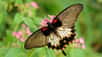 Nicolas Maurel présente le Jardin des papillons de Digne-les-Bains, qui abrite plus de 130 espèces de papillons de jour. Pour lutter contre la disparition des papillons, son credo est de « cultiver la diversité végétale pour cultiver la diversité ent
