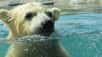 Grâce à une caméra fixée à son cou, l’ours polaire Tasul nous présente une vision unique de sa vie quotidienne et de ses comportements au zoo de l’Oregon. © Oregon Zoo