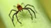 Les araignées sauteuses, ou salticidés, sont de redoutables prédatrices. Cette vidéo montre l’une d’entre elles en train de bondir avec précision d’une plateforme à une autre. Ses fils de soie l’aident à se stabiliser dans l’air. © Chen et al., Journal of the Royal Society Interface