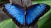 On trouve le papillon Morpho dans les zones tropicales, principalement en Amérique centrale et en Amérique du Sud. Il a la particularité de vivre jusqu’à deux mois et arbore une magnifique couleur bleue. Découvrez en vidéo la naissance de ce papillon très particulier.