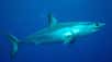 Antonella Preti, biologiste de la NOAA, est spécialisée dans l'étude des contenus stomacaux des requins. Dans cette vidéo, elle étudie la panse d'un requin mako et explique l'intérêt de ses recherches. © usnoaafisheriesgov, NOAA, YouTube