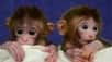 Des chercheurs ont réussi l'exploit de créer des singes chimériques. Ici, on peut voir Roku et Hex, deux jumeaux nouveaux-nés qui se portent très bien et qui apprennent à découvrir leur environnement (pas très naturel). © OHSU