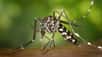 À l'arrivée de l’été, les piqûres de moustiques font leur apparition. Si elles sont en majorité bénignes, celles du moustique-tigre peuvent transmettre des maladies comme par exemple la dengue ou le chikungunya. L’IRD (Institut de recherche pour le développement) nous explique dans cette courte vidéo comment s'en prémunir simplement.