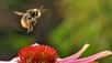 Pour étudier les muscles du vol chez les insectes, un bourdon a été filmé avec une caméra rapide. Pendant ce temps, des rayons X dévoilaient les mouvements moléculaires ayant cours dans les cellules musculaires. © Hiroyuki Iwamoto, Naoto Yagi, 2013, Science