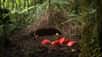 Le jardinier brun est une oiseau originaire de Papouasie occidentale. Il est connu pour sa capacité a imiter de nombreux sons, à l’image de certains perroquets. Pour séduire la femelle il construit une grande hutte qu’il décore méticuleusement, comme on peut le voir au cours de cette vidéo.