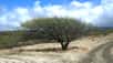 Ce nouvel extrait de Pérou, Planète Extrême, nous emmène à la découverte d’un arbre très particulier : le huarango. Accoutumé au manque d’eau et au climat chaud du désert, il est aujourd’hui menacé. Découvrez, dans ce documentaire produit par French Connection Films, un des arbres les plus étonnants du Pérou.