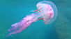 La Pelagia noctiluca est une redoutable petite méduse d’environ dix centimètres. Recouverte de cellules urticantes, elle se trouve souvent proche des plages en été. Cet épisode des Chroniques du plancton, créées par Christian Sardet, directeur de recherche au CNRS, nous emmène à sa rencontre.