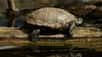 La cistude est une petite tortue d’eau douce qui vit principalement dans le sud de l’Europe. Menacée de disparition, elle est le sujet principal du webdocumentaire animalier Dans la peau d’une cistude. Durant cet extrait, on peut apercevoir la naissance de cet étonnant petit animal.