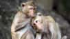 Captifs sur leur île déserte, les macaques rhésus ont depuis 1938 créé une vaste société où tout n’est pas rose. Pour les éthologues, c’est un laboratoire permanent pour étudier les interactions sociales. © Jean-Christophe Ribot, Mosaïque Films, Deep Bay Film, Arte France, ZED
