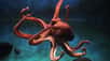 La pieuvre, ou poulpe, est un céphalopode caractérisé par huit bras recouverts de ventouses. Ce mollusque, à la grande intelligence, est aussi un chasseur hors pair, comme on peut le voir durant cette vidéo de l'université de Berkeley.