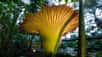 L’Arum titan, aussi baptisée « phallus de titan », n’est pas seulement la plus grande fleur du monde, c’est aussi celle qui a le parfum le plus nauséabond. En voici un superbe spécimen, planté au Gustavus Adolphus College (Minnesota, États-Unis) et poussant en time-lapse durant cette vidéo.