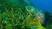 La posidonie n’est pas une algue mais une plante à fleurs, retournée au milieu aquatique comme l'ont fait les cétacés. Elle pousse notamment en Méditerranée où elle est de plus en plus menacée. La voici en vidéo, capturée par Sandrine Ruitton, maître de conférences au MIO (Institut Méditerranéen d'Océanologie).