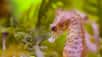 Cet hippocampe nain, le poisson le plus lent du monde, s'approche d'un copépode sans se faire repérer. Pour ce faire, il dispose d'un museau dont l'extrémité supérieure génère peu de turbulences. © Brad Gemmell