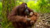 Menacé par la perte de son habitat, l’orang-outan de Bornéo, endémique de cette île, est en voie de disparition. Le Fonds mondial pour la nature (WWF) travaille au quotidien à sa sauvegarde et sa protection grâce à divers projets. Au cours de cette vidéo, il est possible de voir évoluer l’espèce dans les derniers bastions de son milieu naturel.