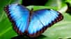 La grande majorité des couleurs que nous pouvons percevoir sont dues à des pigments, mais pas celle du papillon morpho. Ce surprenant insecte arbore un bleu irisé qui change en fonction de la lumière. Unisciel et l’université de Lille 1 nous expliquent au cours de cet épisode de Kézako d’où provient cette étrange couleur.