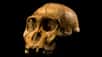 Ce crâne appartenait à un Homme de Malapa, Australopithecus sediba, l’un de nos lointains ancêtres.