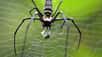 Les araignées Nephila clavipes possèdent des poils recouverts d’un revêtement antiadhésif sur leurs pattes. Grâce à eux, elles ne restent pas collées sur leurs toiles notamment durant le tissage.