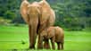 Les éléphants peuvent produire des infrasons inaudibles pour l’Homme mais qui leur permettent de communiquer jusqu’à dix kilomètres. En les décalant en fréquences, Christian Herbst, de l'université de Vienne, qui a enregistré ces chants en Afrique du Sud en 2012, nous les donne à entendre.