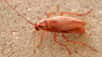 Contrairement aux autres blattes, Saltoblattella montistabularis se déplace essentiellement en réalisant des sauts dont la longueur atteint 48 fois la taille de l'insecte. © Malcolm Burrows