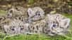 Fait rare, des scientifiques ont découvert une tanière de léopard des neiges en Mongolie. Les jeunes trouvés à l’intérieur ont été pesés et mesurés en l’absence de la mère. Et filmés !