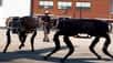 Boston Dynamics conçoit principalement des robots marcheurs. Rachetée par Google en 2013, l'entreprise a déjà à son actif quelques machines étonnantes et aux noms évocateurs, comme BigDog ou Cheetah. Découvrez ces incroyables robots qui courent, sautent et marchent à la manière des animaux.