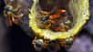 Les nids des abeilles Jadai, Tetragonisca angustula, sont surveillés par des individus soldats morphologiquement adaptés à leur rôle. La protection est à la fois terrestre et aérienne. © Christoph Grueter, université du Sussex