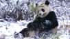 En décembre 2016, il faisait froid à Washington, à tel point que la neige s’est mise à tomber sur le zoo du Smithsonian. Ce fut une bonne opportunité pour Bao Bao, le bébé panda star du parc, d’aller faire quelques glissades. À découvrir en vidéo.