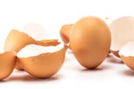D'après une légende chinoise, les œufs tiendraient debout lors de l'équinoxe. © next143, Adobe Stock
