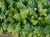 Rang d'épinards au potager. ©moonrise, Adobe Stock