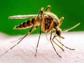 Le virus Usutu se transmet par les piqûres de moustique commun. © nechaevkon, Adobe Stock