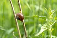 Les limaces et les escargots nourrissent le sol au jardin. © grabmate, Pixabay